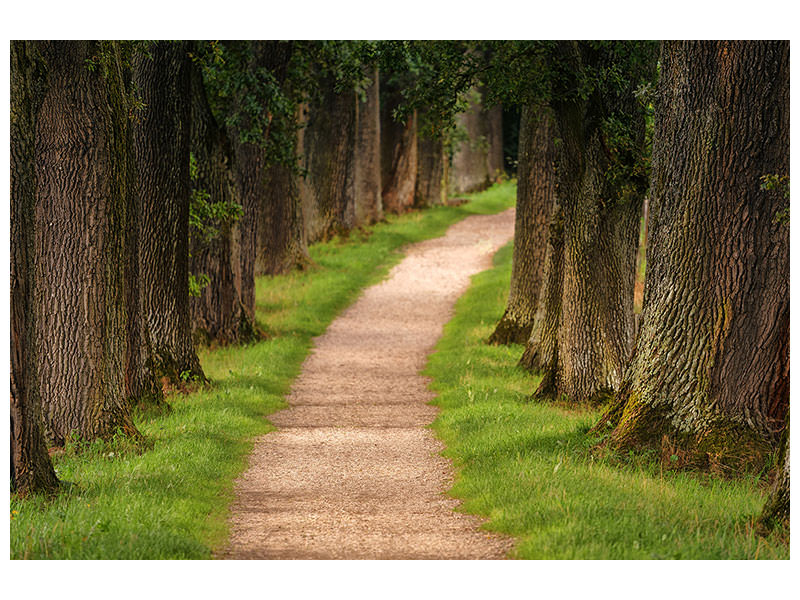 modern-3-piece-canvas-print-a-path-in-the-forest