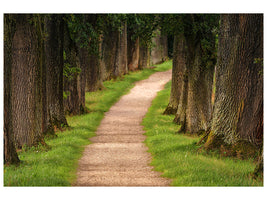 5-piece-canvas-print-a-path-in-the-forest