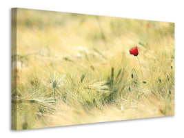 panoramic-canvas-print-a-poppy