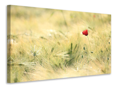 4-piece-canvas-print-a-poppy
