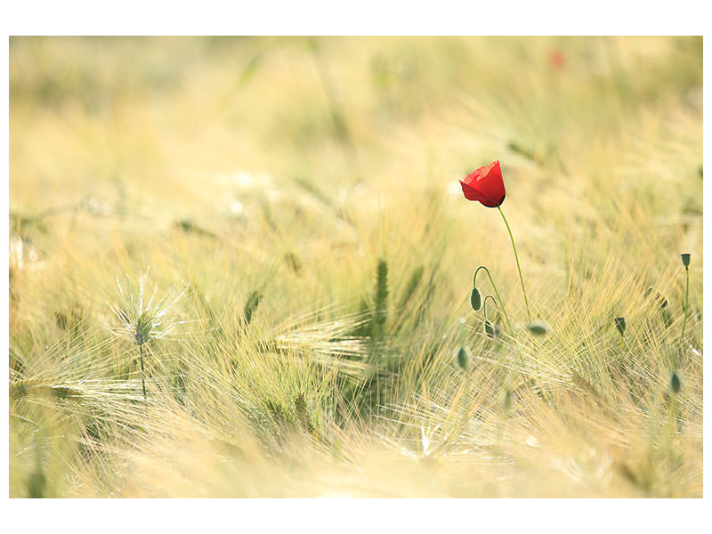 5-piece-canvas-print-a-poppy
