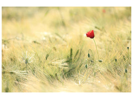 panoramic-canvas-print-a-poppy