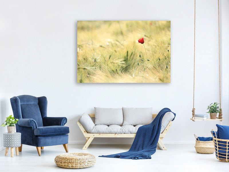 5-piece-canvas-print-a-poppy