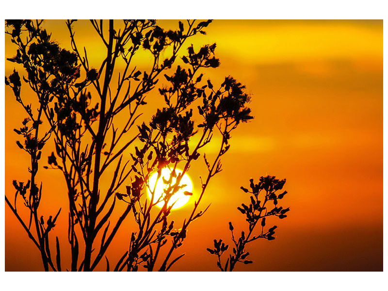 4-piece-canvas-print-a-shrub-in-the-sunset
