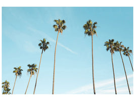 3-piece-canvas-print-a-sky-full-of-palm-trees
