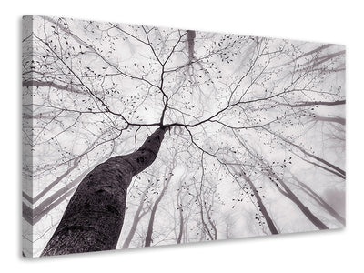 panoramic-3-piece-canvas-print-a-view-of-the-tree-crown