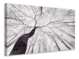 modern-4-piece-canvas-print-a-view-of-the-tree-crown