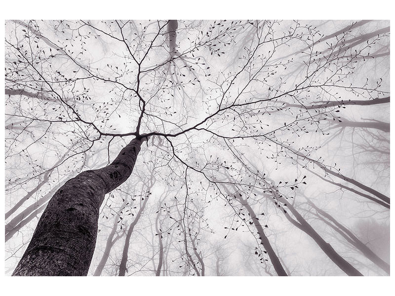 panoramic-3-piece-canvas-print-a-view-of-the-tree-crown