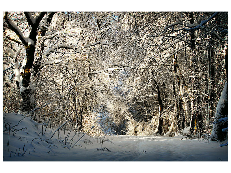 4-piece-canvas-print-a-winter-dream