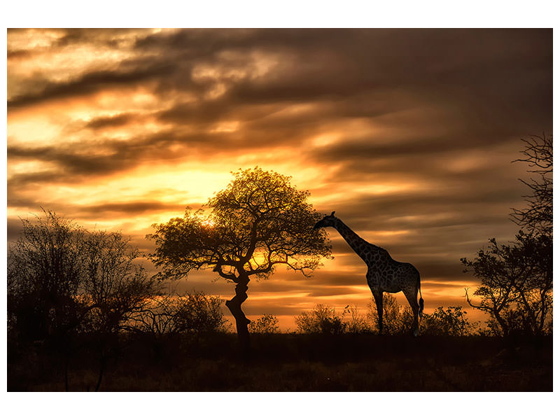 4-piece-canvas-print-african-dreams
