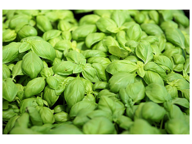 4-piece-canvas-print-all-basil