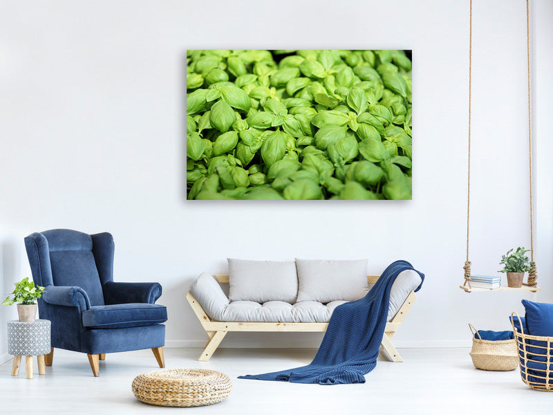 panoramic-canvas-print-all-basil