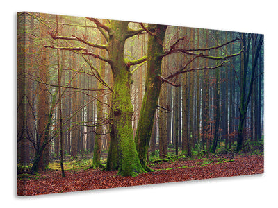 modern-4-piece-canvas-print-alone-in-the-woods