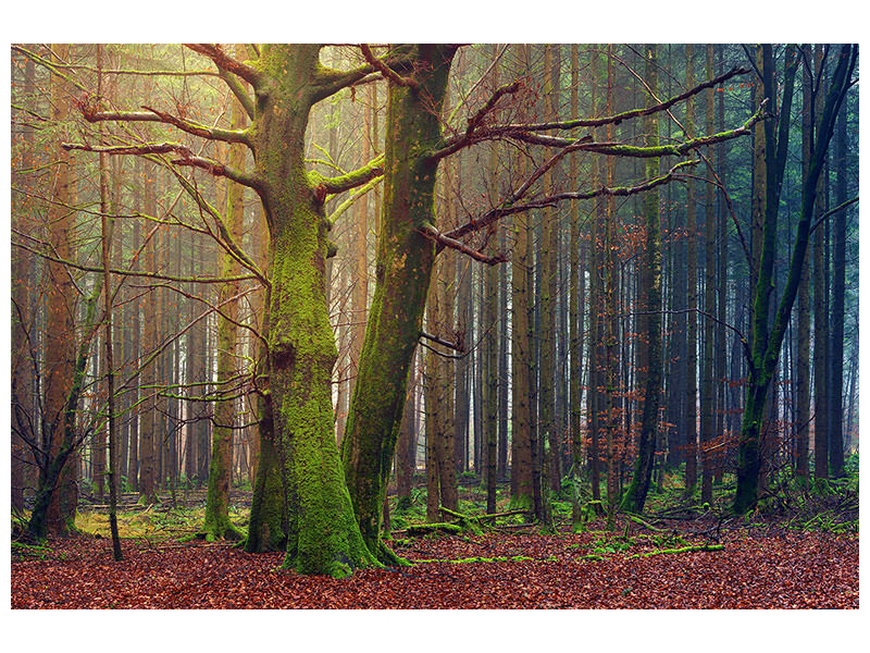 3-piece-canvas-print-alone-in-the-woods