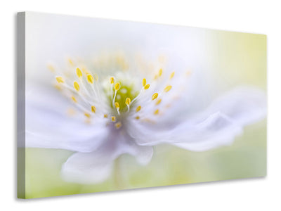 panoramic-3-piece-canvas-print-anemone-beauty