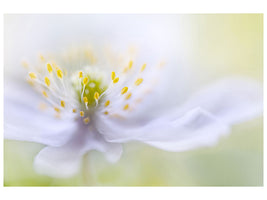 modern-3-piece-canvas-print-anemone-beauty