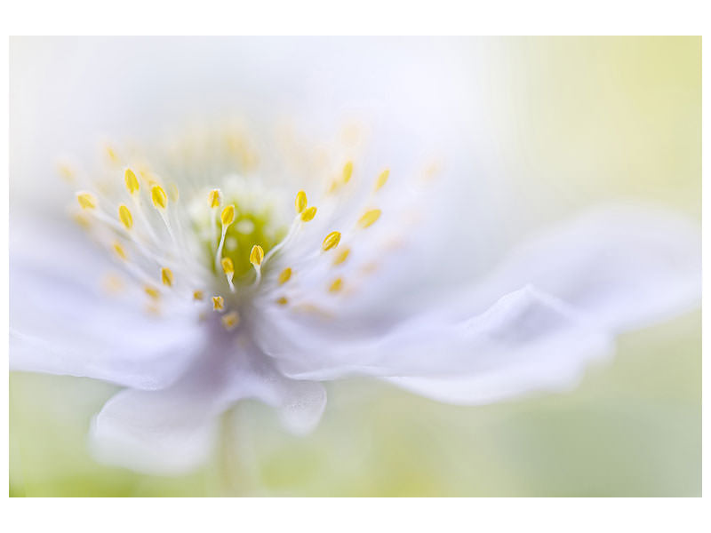 modern-3-piece-canvas-print-anemone-beauty