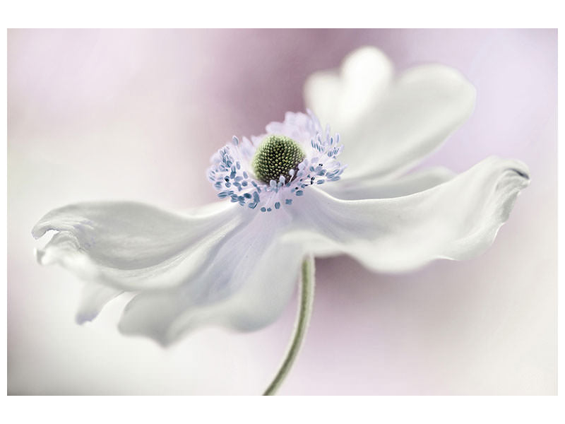 4-piece-canvas-print-anemone-breeze