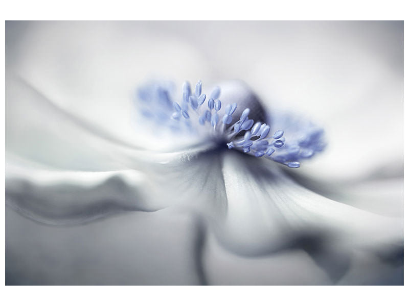 panoramic-canvas-print-anemone-spirit