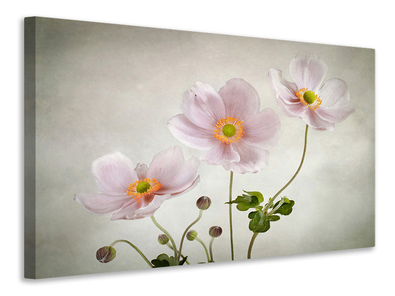 5-piece-canvas-print-anemones-ii