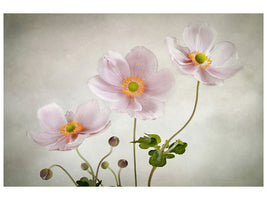 5-piece-canvas-print-anemones-ii