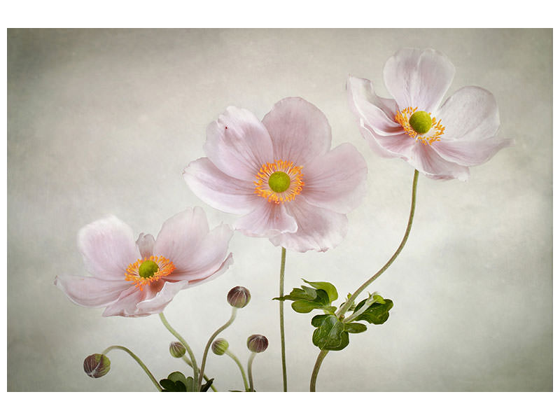 modern-4-piece-canvas-print-anemones-ii