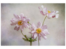 5-piece-canvas-print-anemones