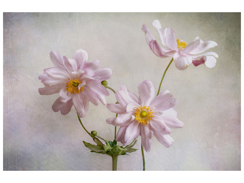 modern-4-piece-canvas-print-anemones