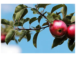 3-piece-canvas-print-apple-on-the-tree