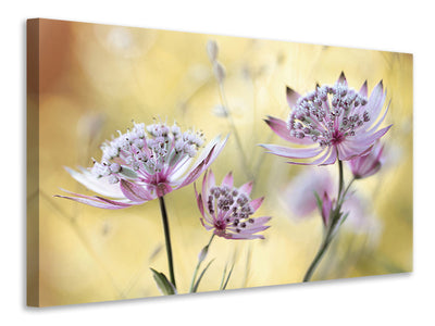 3-piece-canvas-print-astrantia-major