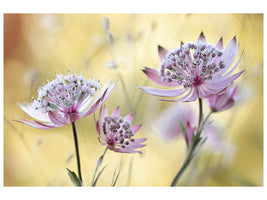 modern-3-piece-canvas-print-astrantia-major