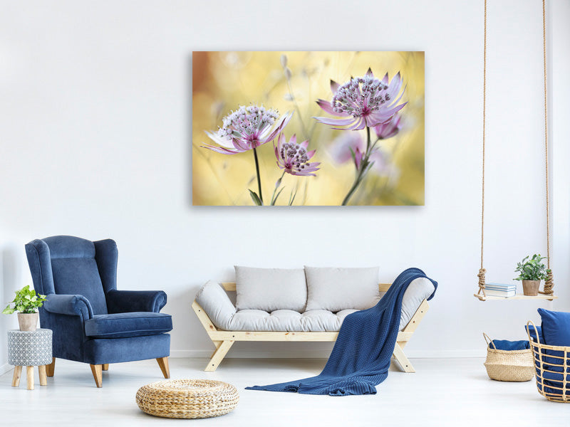 4-piece-canvas-print-astrantia-major