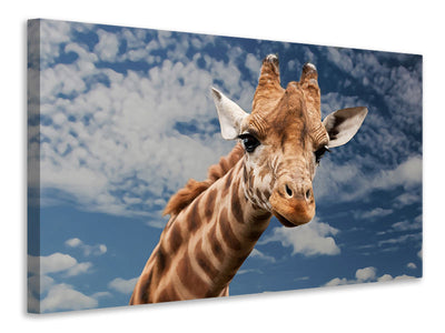 3-piece-canvas-print-attention-giraffe