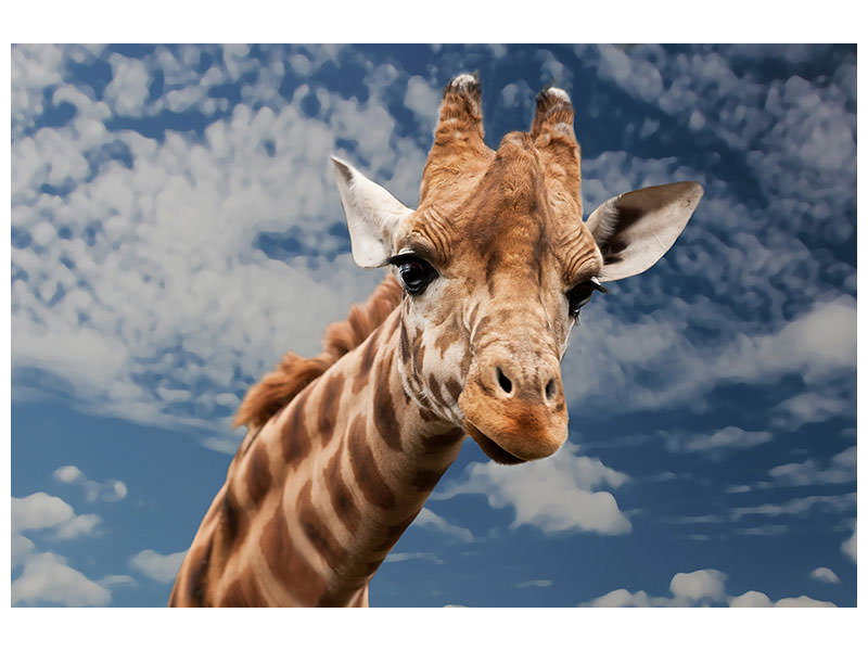 3-piece-canvas-print-attention-giraffe