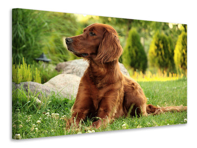 3-piece-canvas-print-attentive-irish-setter