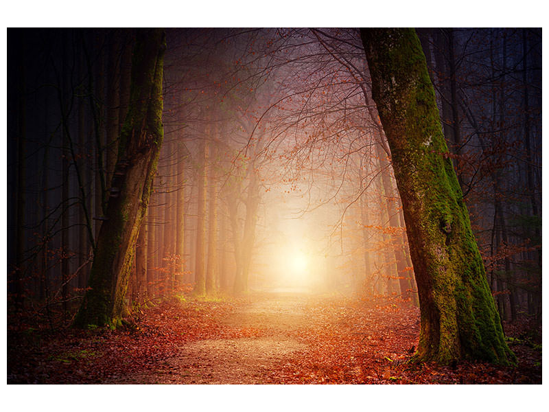 5-piece-canvas-print-autumn-in-the-woods