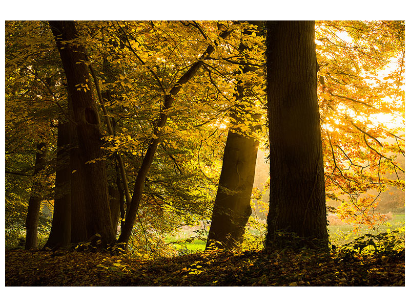 panoramic-canvas-print-autumn-leaves