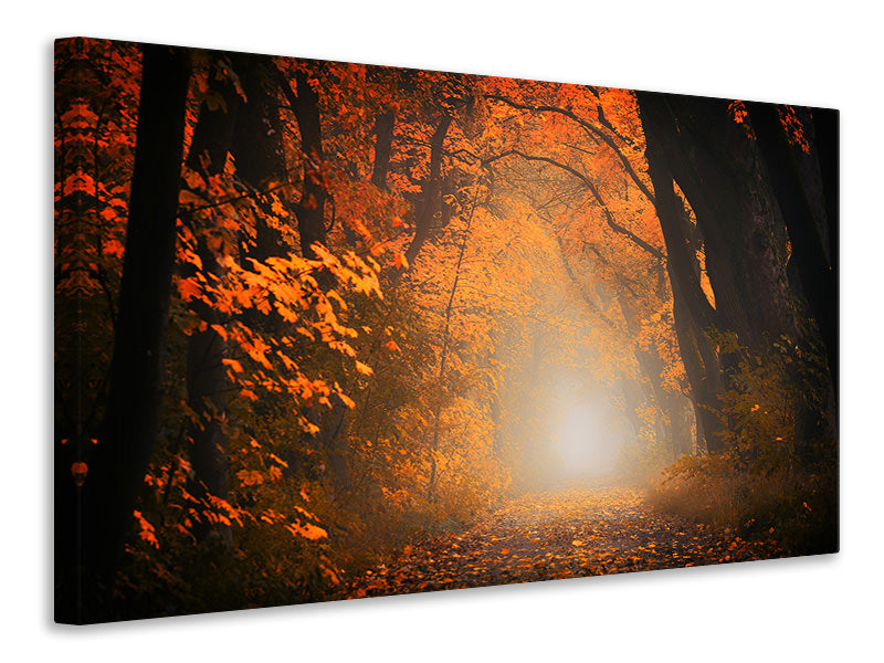 5-piece-canvas-print-autumn-light-in-the-forest