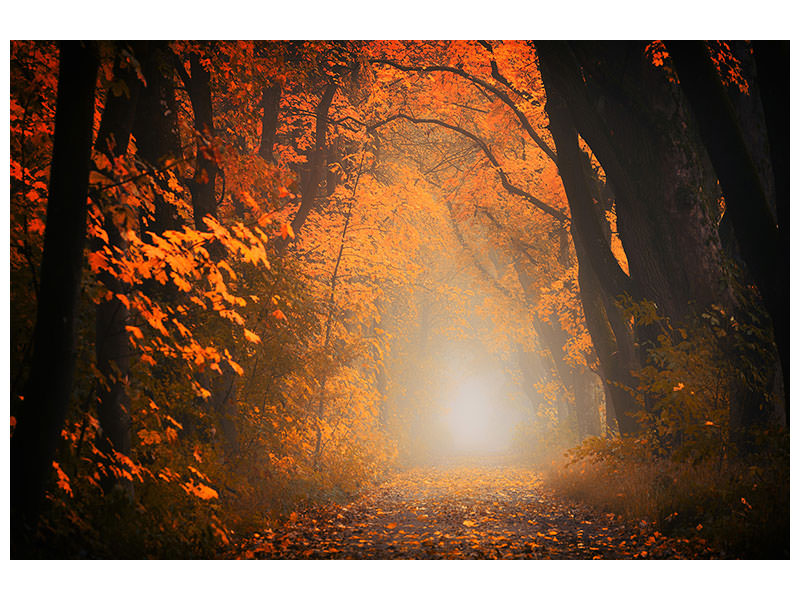 3-piece-canvas-print-autumn-light-in-the-forest