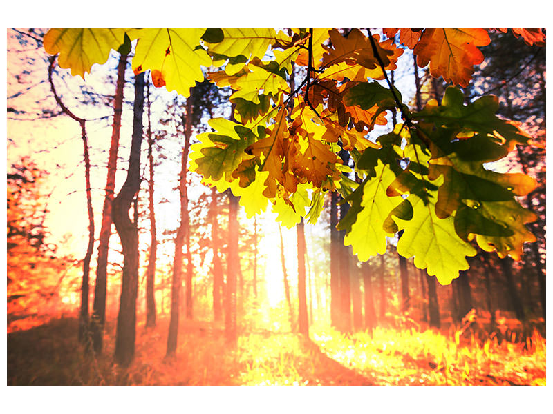 panoramic-3-piece-canvas-print-autumn