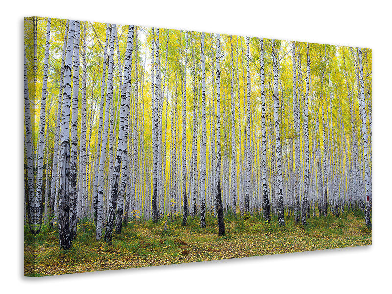 5-piece-canvas-print-autumnal-birch-forest