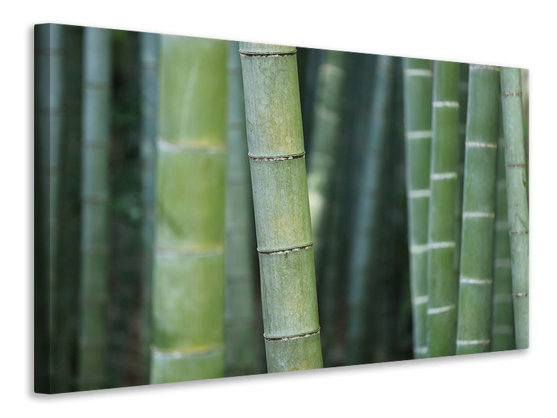 panoramic-canvas-print-bamboo-in-xxl