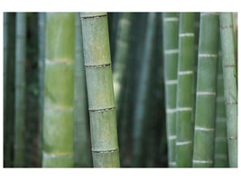 5-piece-canvas-print-bamboo-in-xxl