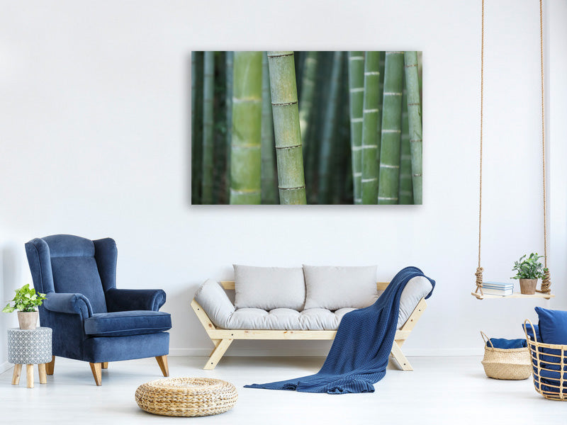 modern-4-piece-canvas-print-bamboo-in-xxl