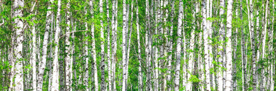 panoramic-canvas-print-the-birch-forest-panorama