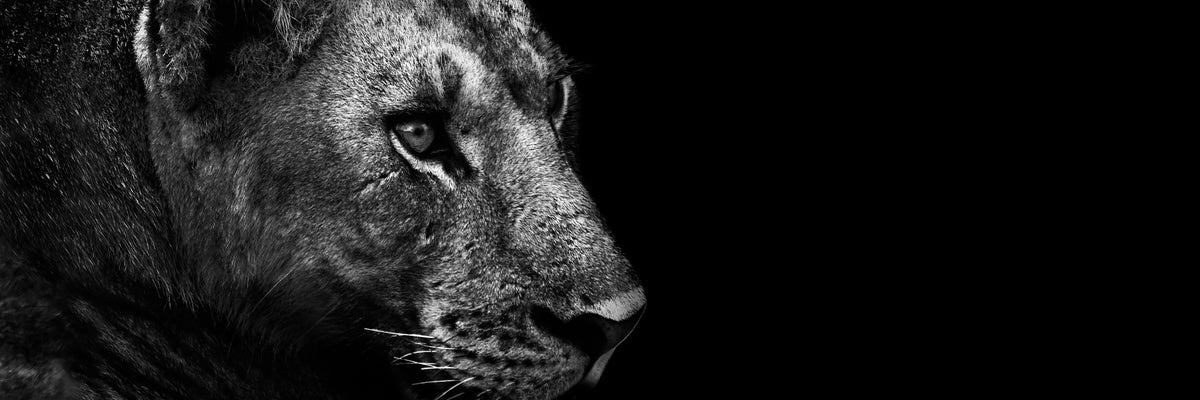 panoramic-canvas-print-lion-panorama
