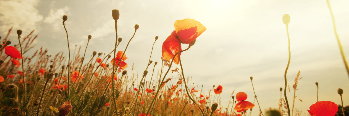 panoramic-canvas-print-the-poppy-field-at-sunrise-panorama