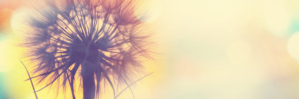 panoramic-canvas-print-the-dandelion-in-the-light-panorama