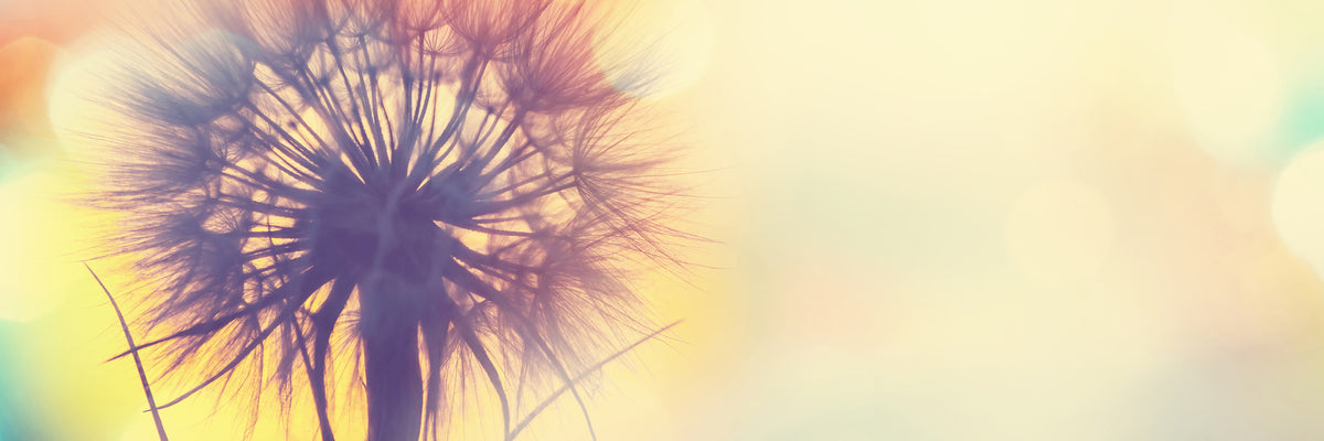 panoramic-canvas-print-the-dandelion-in-the-light-panorama