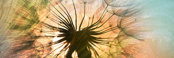 panoramic-canvas-print-xxl-dandelion-panorama